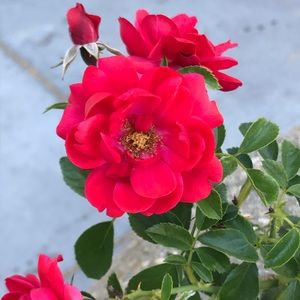 Meet your Posher, Erica